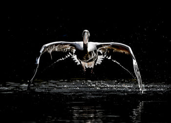 Poster - Flight