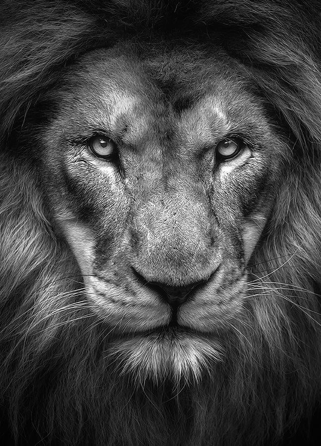 Poster - King