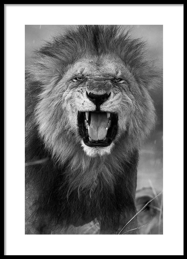Poster - Roar