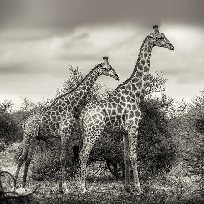 Poster - Namibia