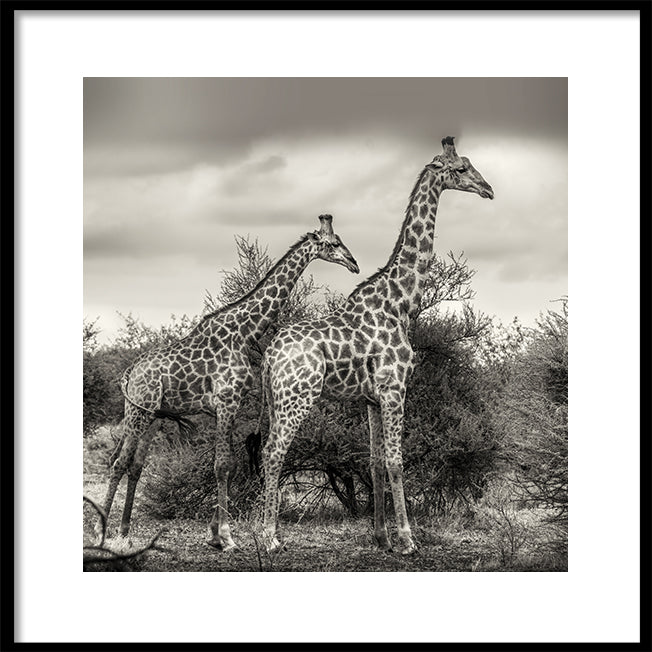 Poster - Namibia