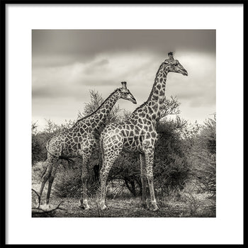 Poster - Namibia