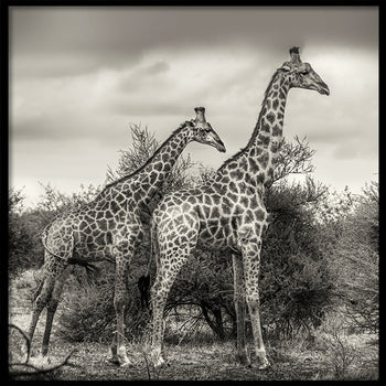 Poster - Namibia