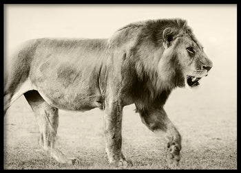 Poster - Botswana