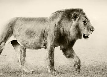 Poster - Botswana