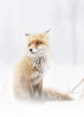 Poster - Fox In The Fog