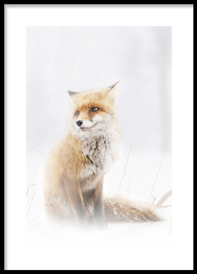 Poster - Fox In The Fog
