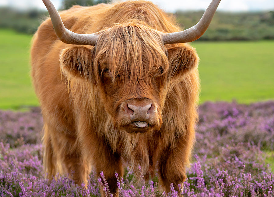 Poster - Ferdinand