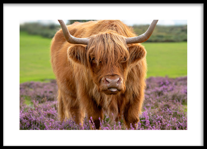 Poster - Ferdinand