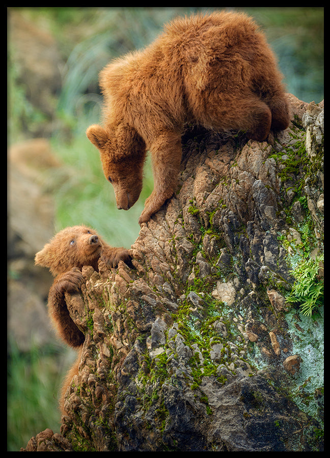 Poster - Baloo