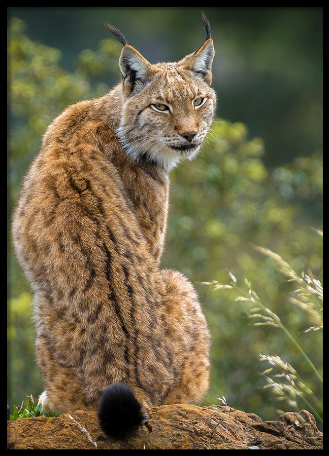 Poster - Lynx