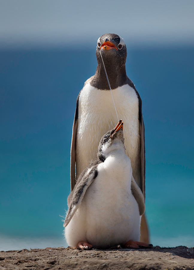 Poster - Penguin