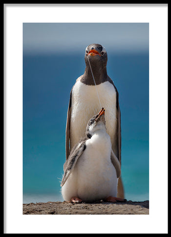 Poster - Penguin