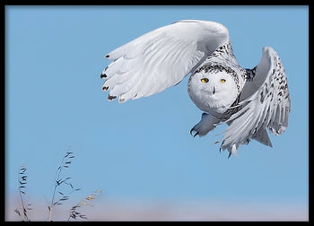 Poster - Wildfowl