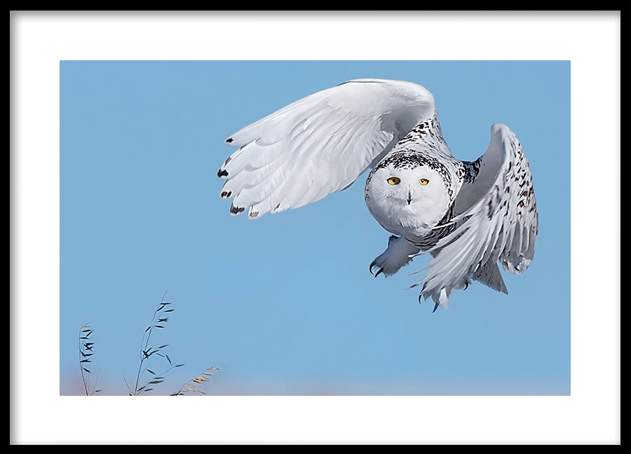 Poster - Wildfowl