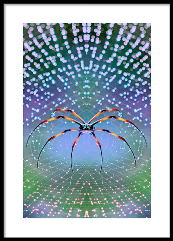 Poster - Plexus