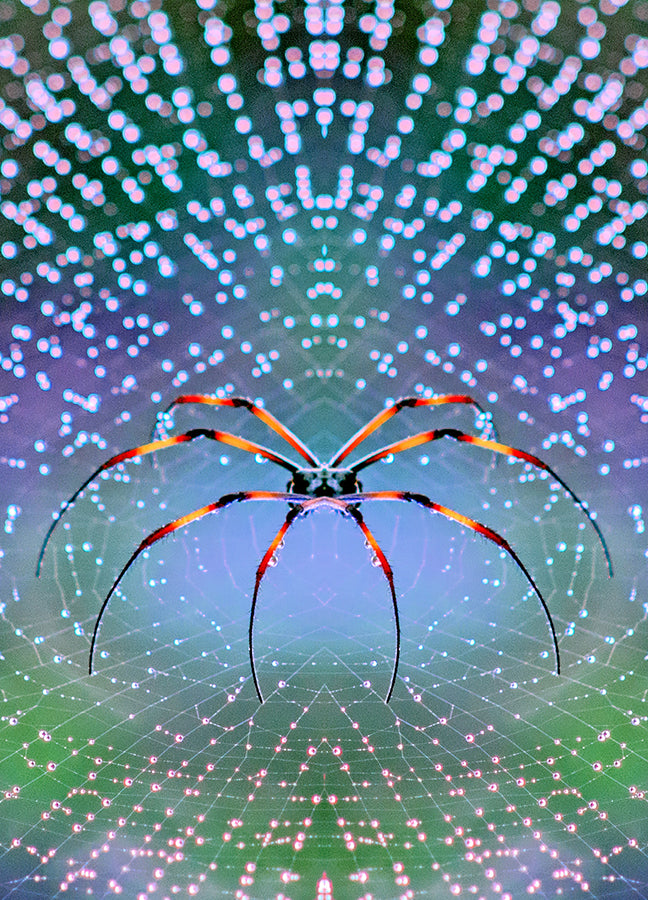Poster - Plexus