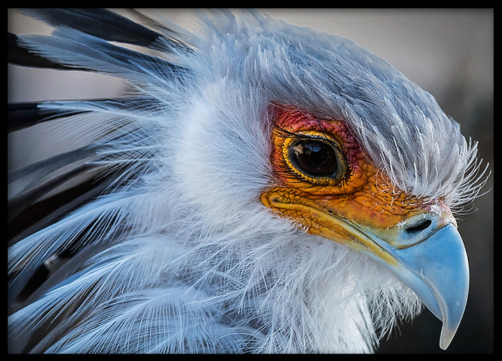 Poster - Beak