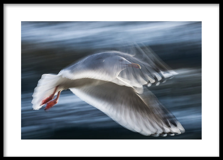 Poster - Seagull
