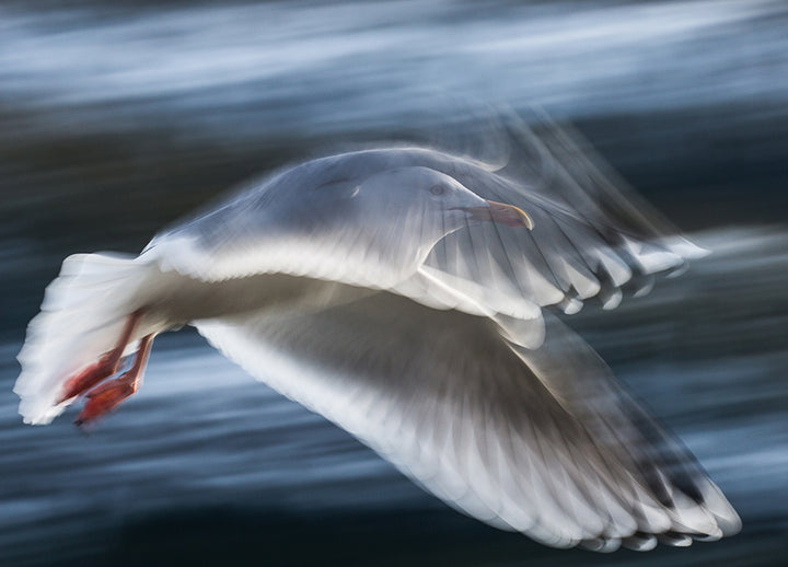 Poster - Seagull