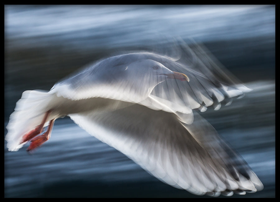 Poster - Seagull