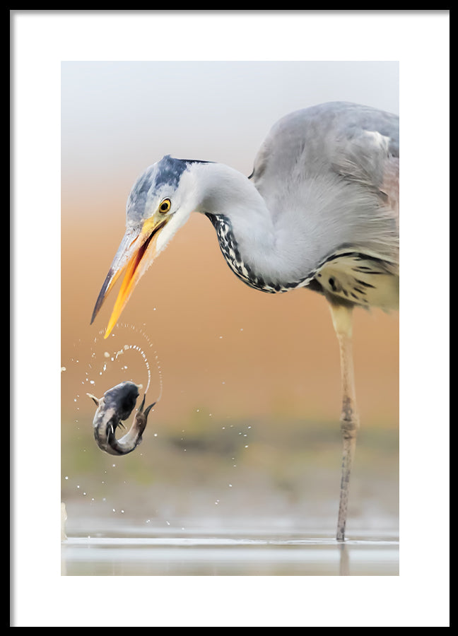 Poster - Catch