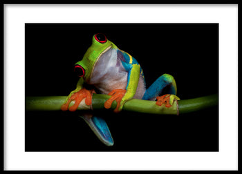 Poster - Froggy