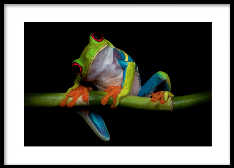 Poster - Froggy