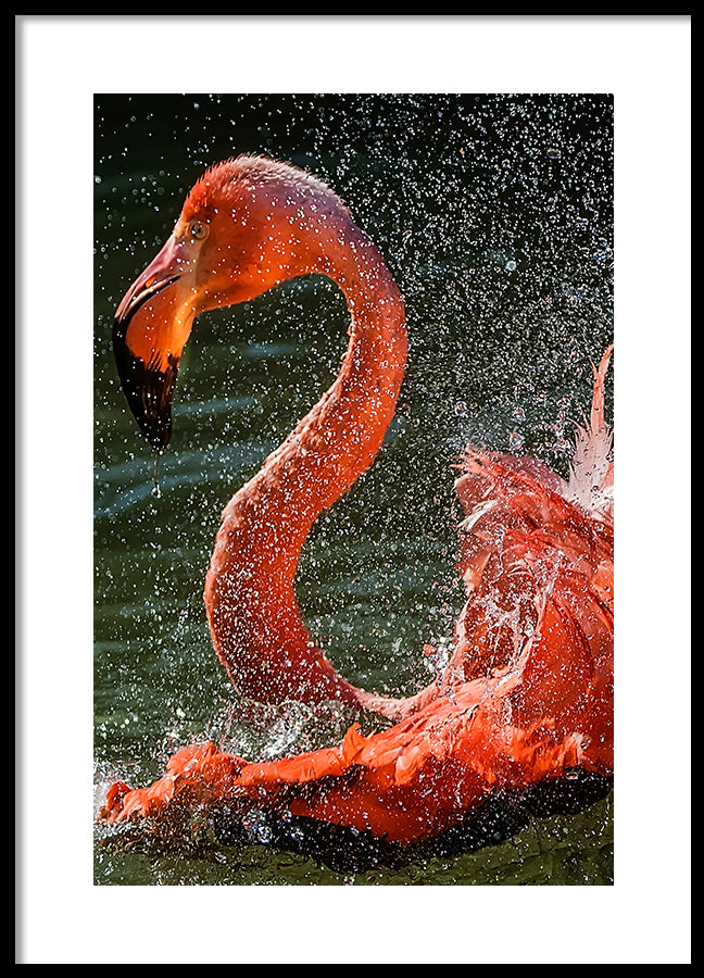 Poster - Splash