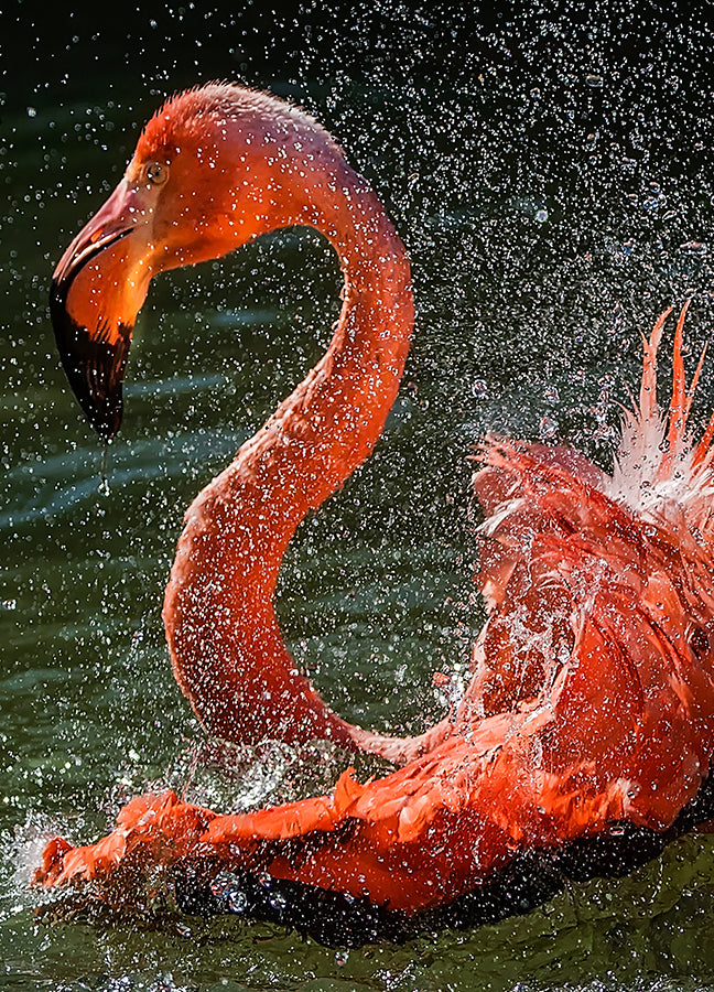Poster - Splash