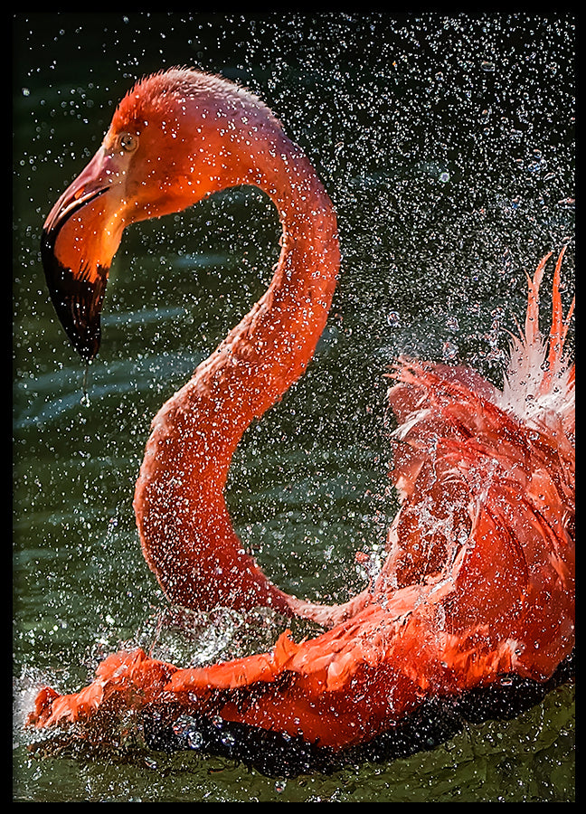 Poster - Splash