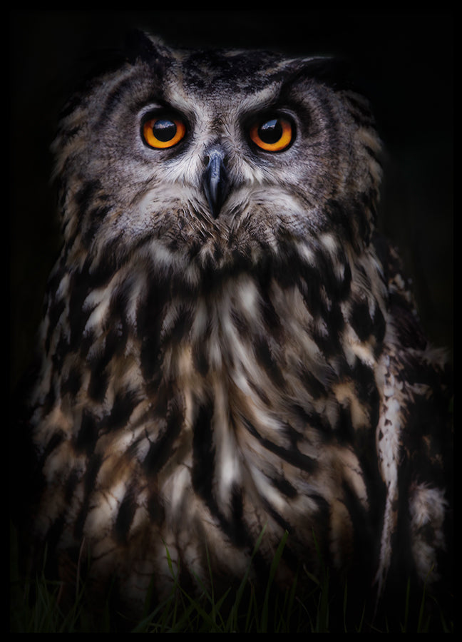 Poster - The Wise