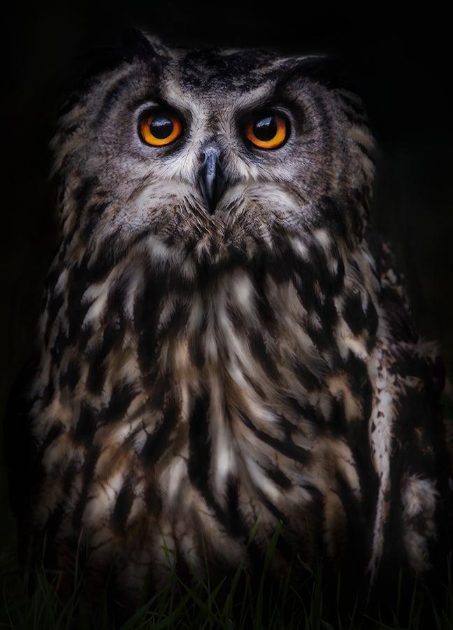 Poster - The Wise