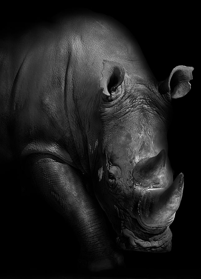 Poster - Horn