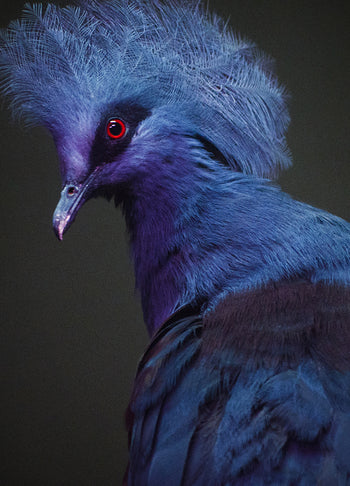 Poster - Polly