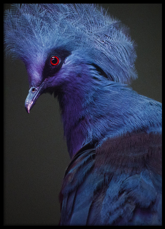 Poster - Polly