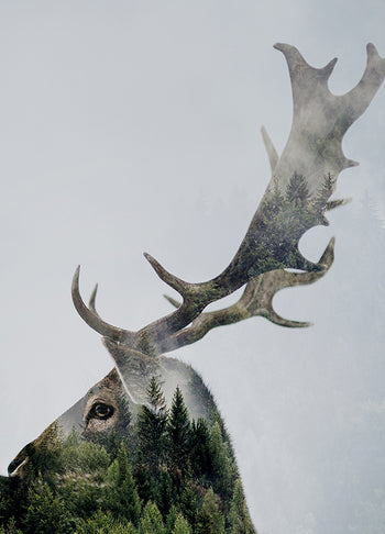 Poster - Antler