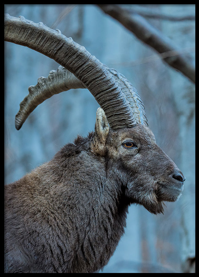 Poster - Buck
