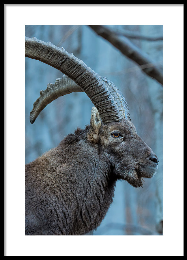 Poster - Buck