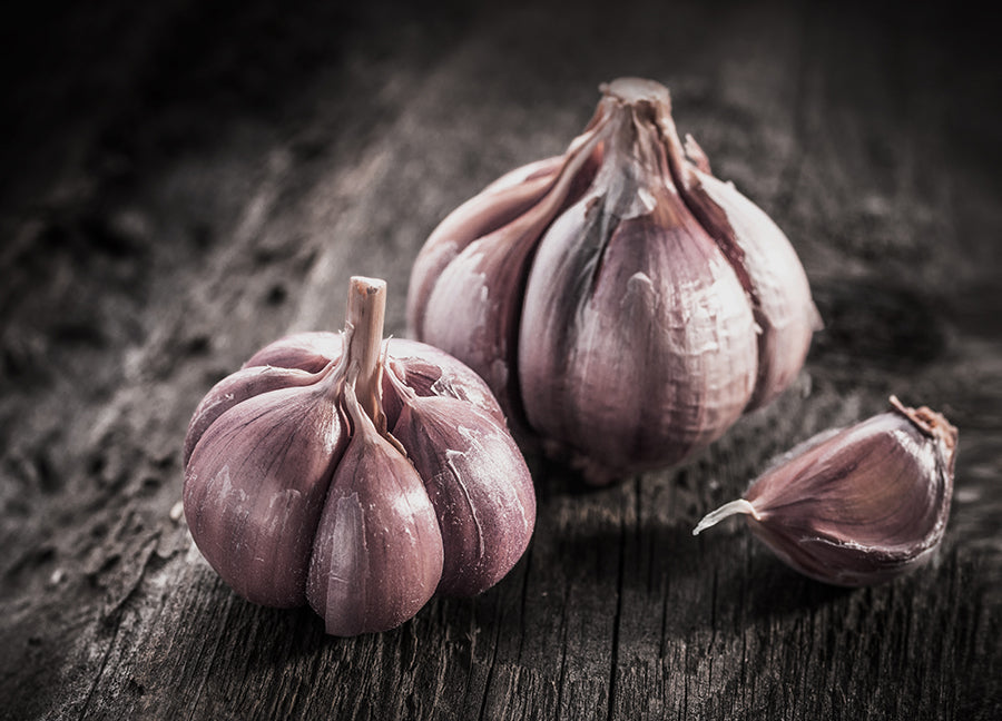 Poster - Garlic