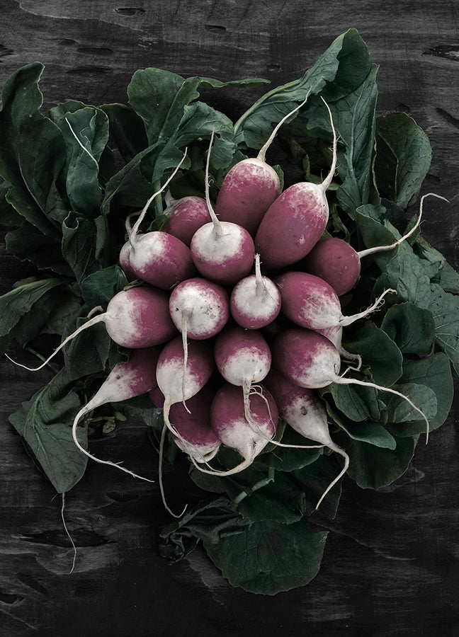 Poster - Radish