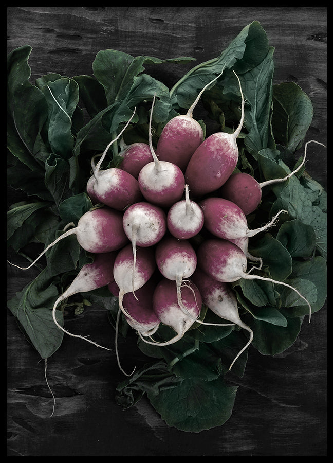 Poster - Radish