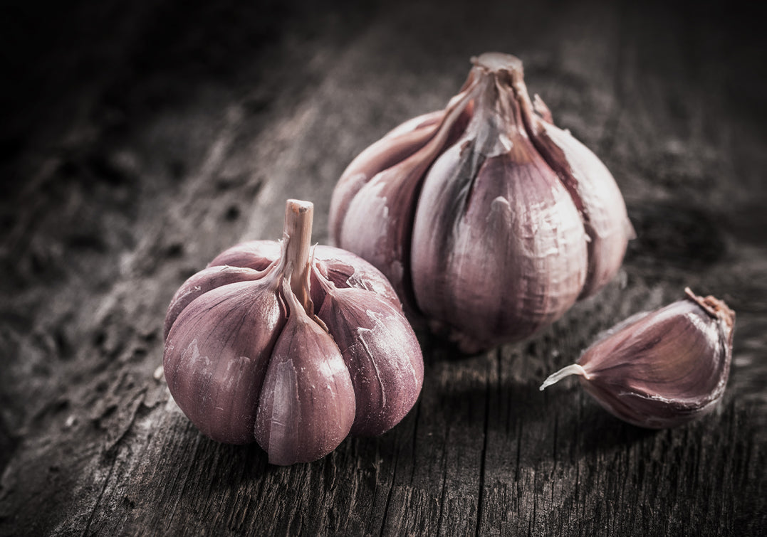 Canvastavlan - Garlic