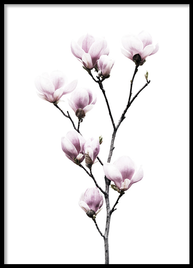Poster - Magnolia