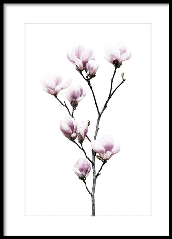 Poster - Magnolia