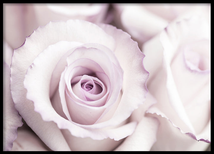 Poster - Roses are Pink
