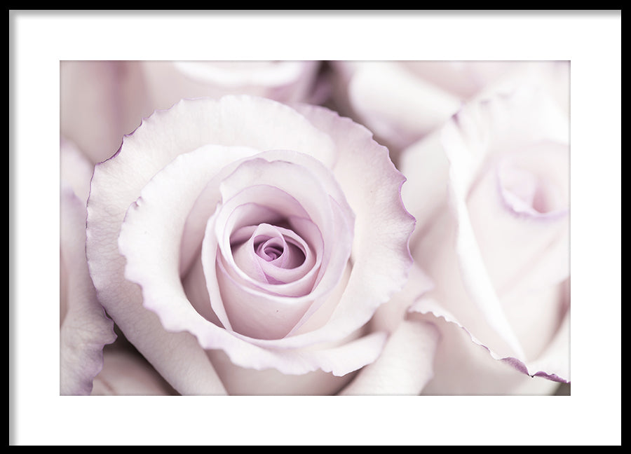 Poster - Roses are Pink