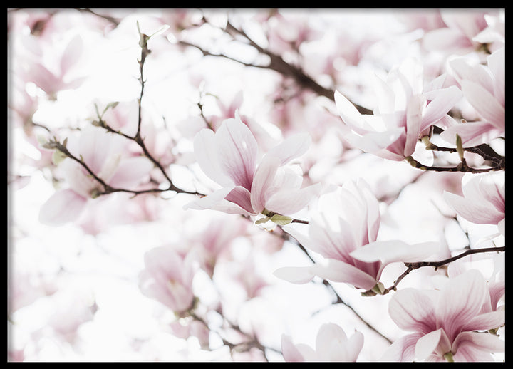 Poster - Blossoms of Magnolia