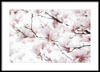 Poster - Blossoms of Magnolia