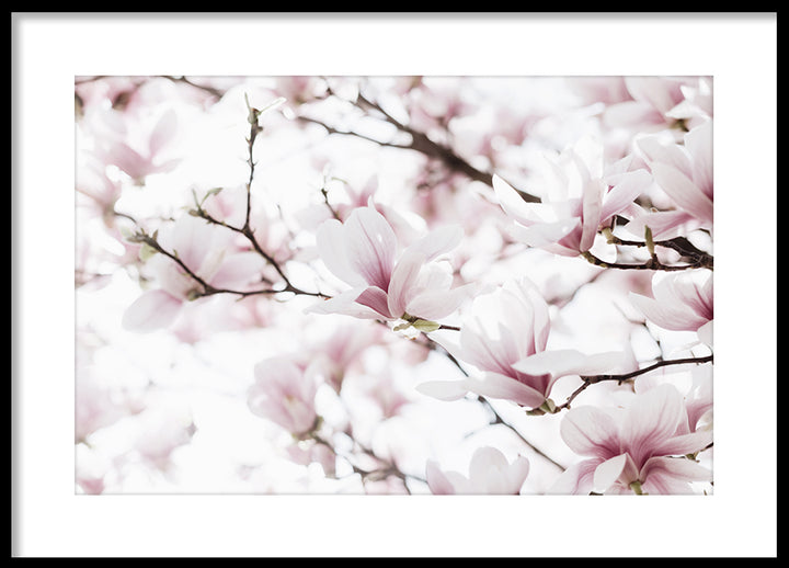 Poster - Blossoms of Magnolia